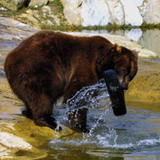 Bär im Tierpark